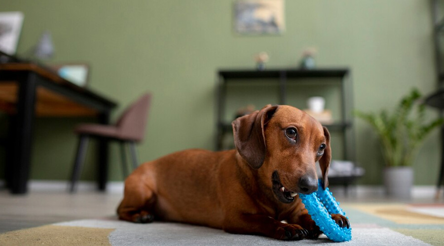 Dog toys | Buy dog toys