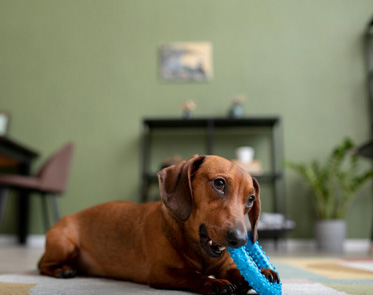 Dog toys | Buy dog toys