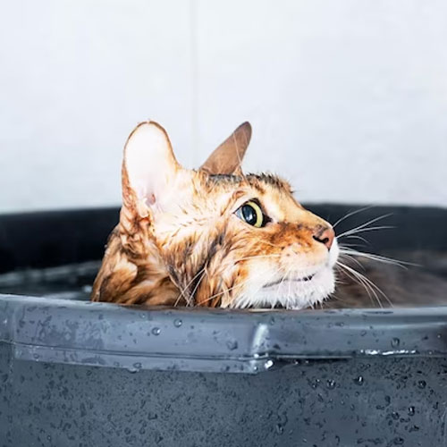 Pet Spa | Cat Bathing | Pet Spa Services