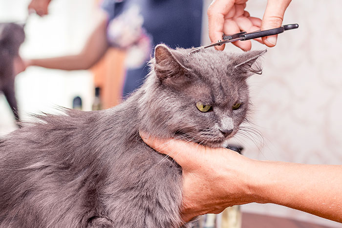 Pet Spa | Cat Haircut | Pet Spa Services