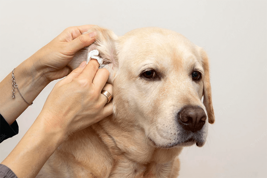 Pet Spa | Ear Cleaning | Dog And Cat Spa | Professional Pet Spa Services