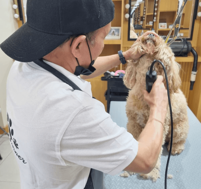 Best Dog Grooming Near Me | Pet Grooming Services