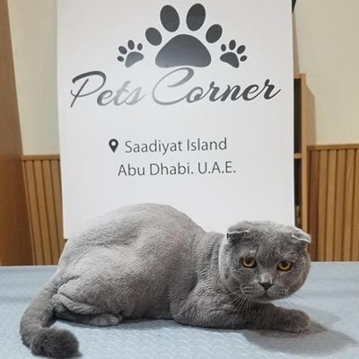 Best Dog Grooming In Abu Dhabi | Pet Grooming Services