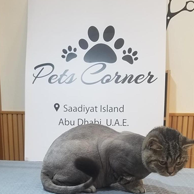 Best Dog Grooming In Abu Dhabi | Pet Grooming Services