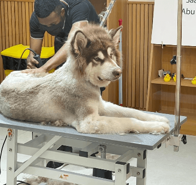 Best Dog Grooming Services | Pet Grooming Services