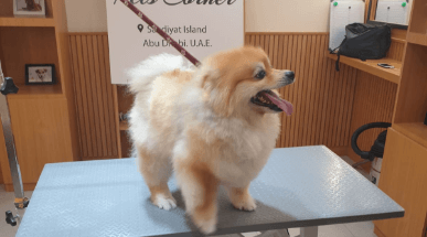 Dog Grooming Services | Pet Grooming Services