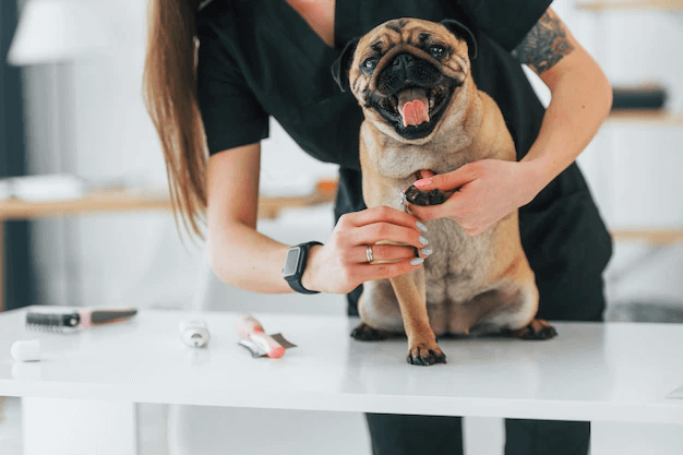Pet Spa | Nail Cutting | Dog Spa | Pet Spa Services