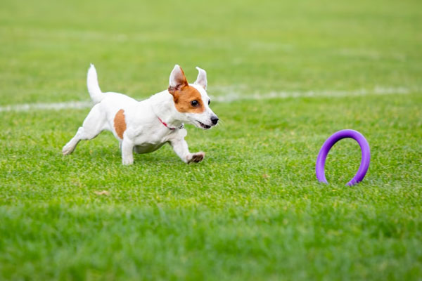 Doggy Day Care | Doggie Day Care |  Dog Day Care